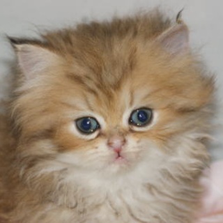 宮城県｜ペットショップ鈴花