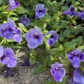 秋の花と松茸裏話