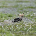 栃木県某所で、初見鳥！！！あのバズってる野鳥みれた！