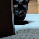 かえでちゃん