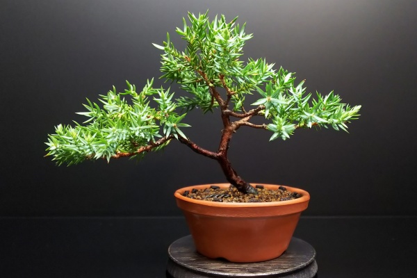 Bon Bonsai 超醗酵油かすおまかせ