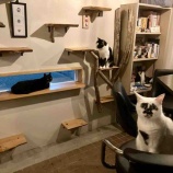 『Muddy Cat 定期便 8/30〜9/3』の画像