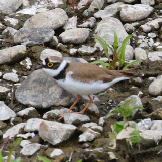 野鳥の観察を都内で