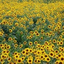 ひまわり（5700回記念）（12）私のヒマワリ（6）