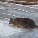 ネコが獲物を狙って地面に伏せた。これはすごい！→ 猫、このバク宙です…