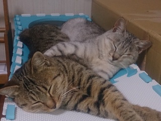 野良猫を2匹向かい入れて約1カ月、姉妹はとても仲良し。【再】