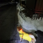 柴わんこと暮らす日々