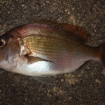 ホシガメ釣り日記