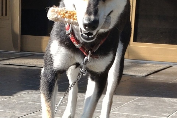 柴犬保存会秋田支部