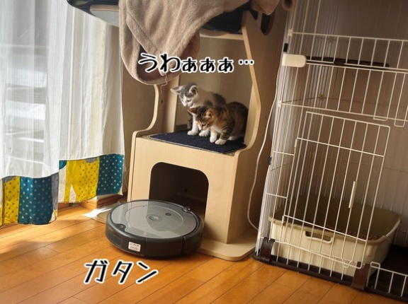 ルンバライダー素質なし。