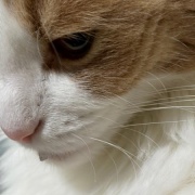 「お顔にお水がついていますよ」と猫に言ったら・・・