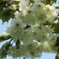 内園の八重桜　15日でしたが・・・。