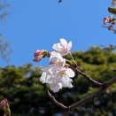りふぉん家地方、開花宣言