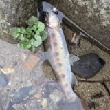 2025年9月18日  今年最後の群馬の渓流のサムネイル