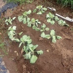 果樹と野菜の栽培時々釣り、横須賀(新)