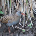 クイナの蔵出し画像14🦜（多々良沼公園）
