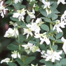 土曜日陶芸教室