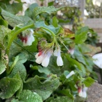 ＊可愛いけど絶対に植えたらダメな植物
