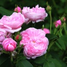薔薇：シドニー　画像