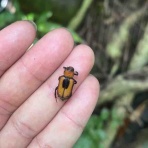 ばいおの採集日記