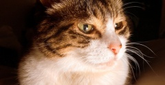 猫の気配で起きる朝。