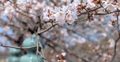 懐かしい～♪京都宇治の桜便り