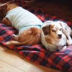 花とワンコな日々