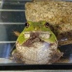 晴れ時々クワガタ
