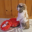 気になるナニカ