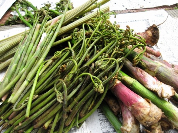 好きな山菜早い者勝ちｗｗｗｗｗｗｗｗｗｗｗ