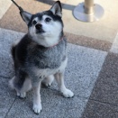 三連休明けの塩ラーメンと豚生姜焼き