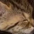 ２匹の子ネコが膝の上で寝てしまった。どうしよう、動けない → ２匹の子猫はこうなります…