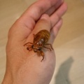 セミの羽化は楽しい
