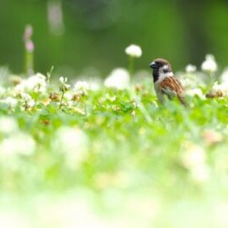 Tokyo_wildbirdpark_blog