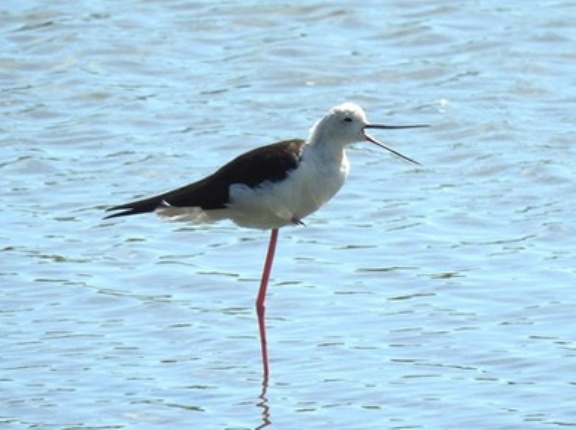 2025年7月19日の野鳥公園