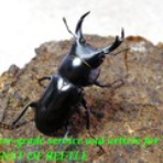 ブリーディングブログ