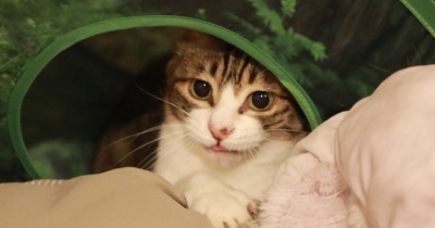戻ってきた猫。