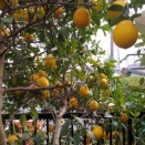 レモンがたくさん採れました