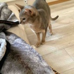 銃🐈‍⬛猫たちと家族の記録