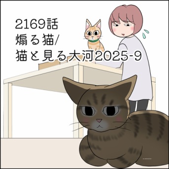 あんこ＆麦2169 煽る猫/猫と見る大河2025-9