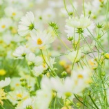 『新幹線に飛び乗った～近くに住んでいたら良かったけど』の画像