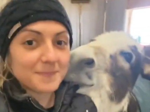キスが大好きな赤ちゃんロバが…飼い主の女性におねだりする