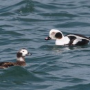 コオリガモ冬羽のつがい Long-tailed Duck