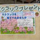 『【4月7日まで】「サクラソウ引換券」残りあと十数鉢分。戸田市役所2階展示ボードに貼られている引換券を3階みどり公園課に持って行くとサクラソウ苗がもらえます(一世帯1枚まで)。』の画像