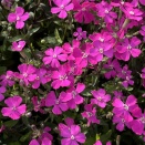 風薫る、なかなか面白いかも♪