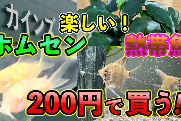 ペット動画まとめch アクアリウム