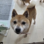 Go forward! forわんDog