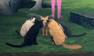 崩れかけた廃屋の裏に猫がいっぱいいる！！