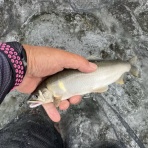よっしゃさんの釣り日記