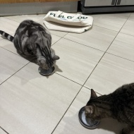 ぱずたんのお誕生日御膳